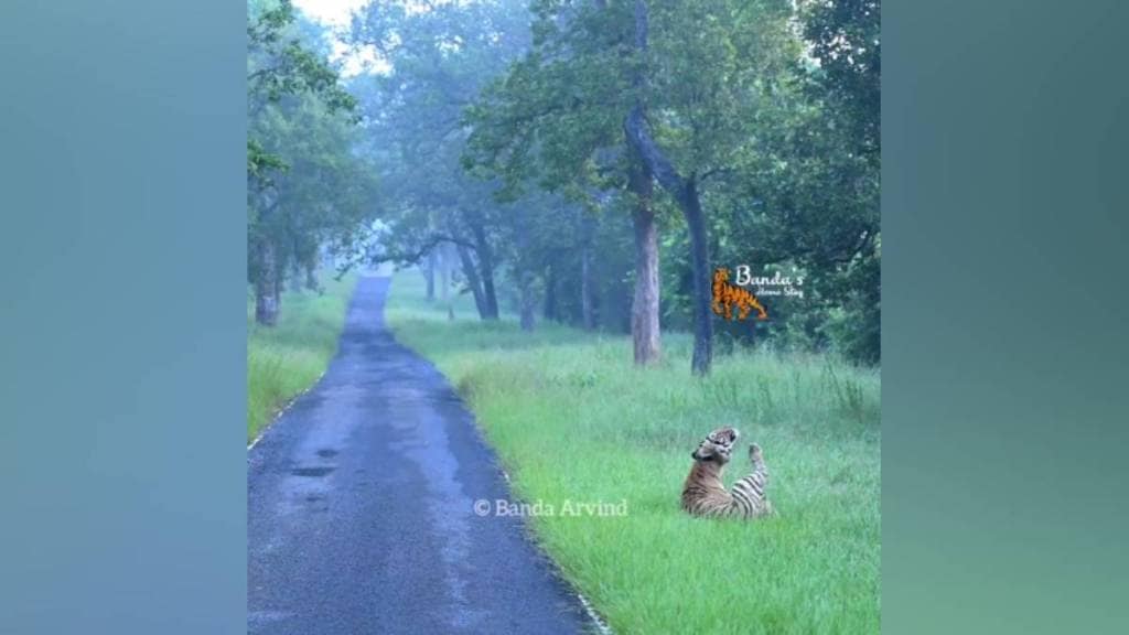 Chhota Dadiyal tiger, Moharli, Tadoba-Andhari tiger,