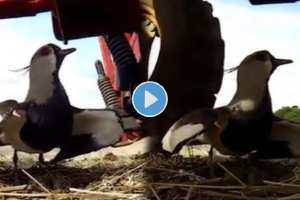 Viral Video red-wattled lapwing protect the eggs