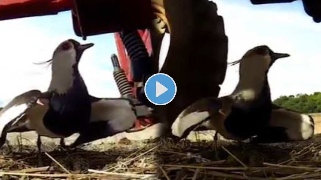 Viral Video red-wattled lapwing protect the eggs