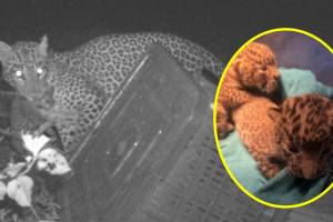 Nagpur, Calf reunited with female leopard,