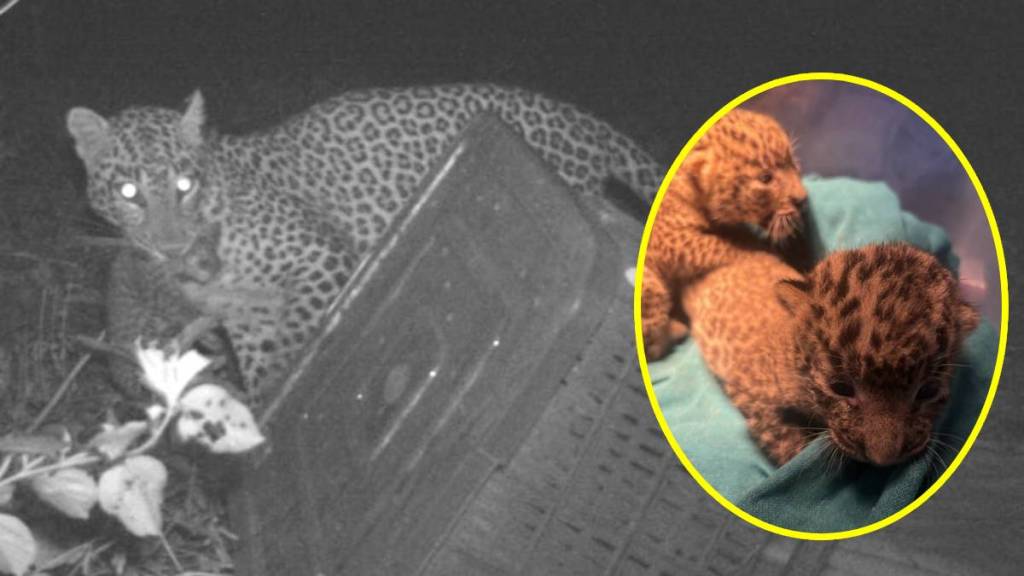 Calf reunited with female leopard,