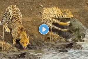 cheetah viral video,