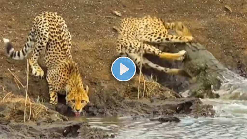 cheetah viral video,