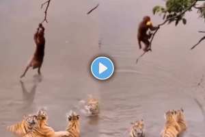 monkey did in front of hungry tigers