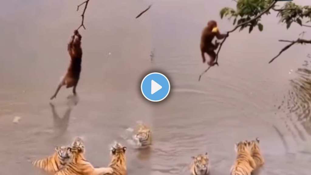 monkey did in front of hungry tigers