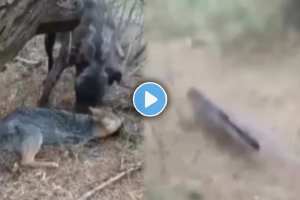 dog and wolf Viral Video