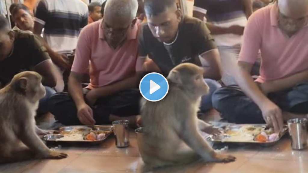 monkey ate the meal with the old man