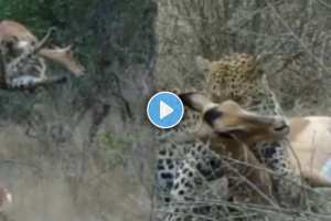 Leopard's trick to attack deer