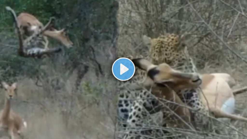 Leopard's trick to attack deer