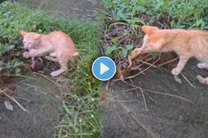 cat didn't want to have fun with the crab