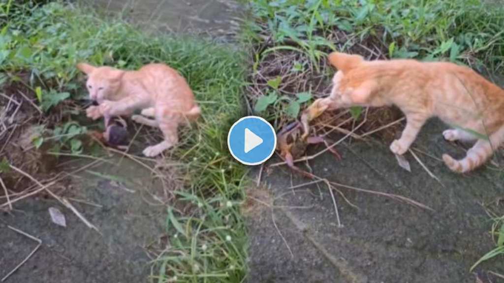 cat didn't want to have fun with the crab