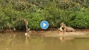 A Leopard jumps into water and attacks crocodile video