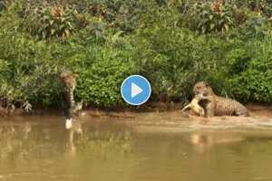 A Leopard jumps into water and attacks crocodile video