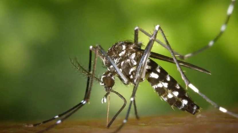 powerful measures to get rid of mosquitoes