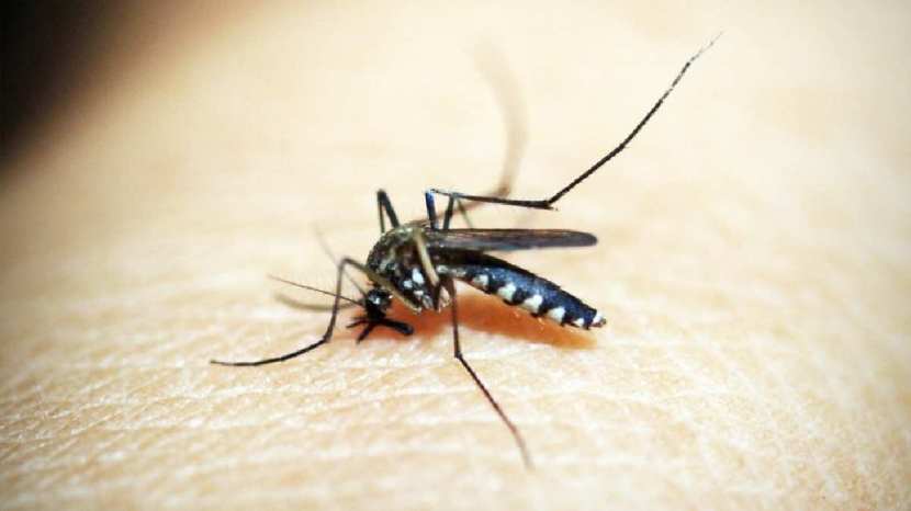 powerful measures to get rid of mosquitoes