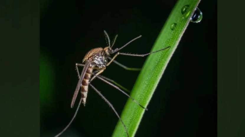 powerful measures to get rid of mosquitoes