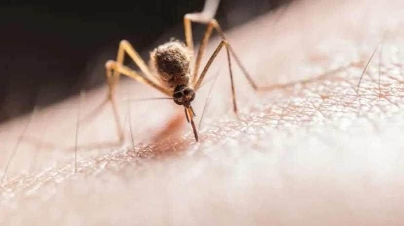 powerful measures to get rid of mosquitoes