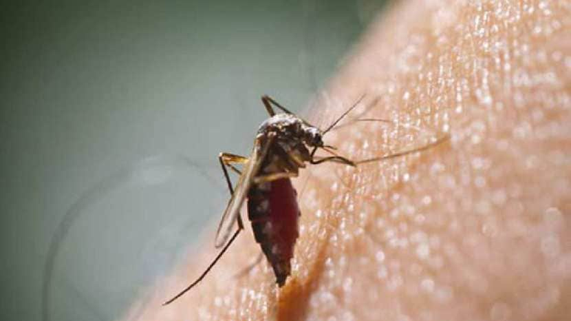 powerful measures to get rid of mosquitoes