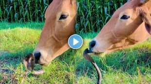 cow licked the snake with love