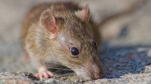 Gumtree Traps and Arbuda Agrochemicals have demanded ban be cancelled on rat traps