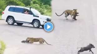 leopard and pig video viral