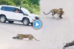 leopard and pig video viral