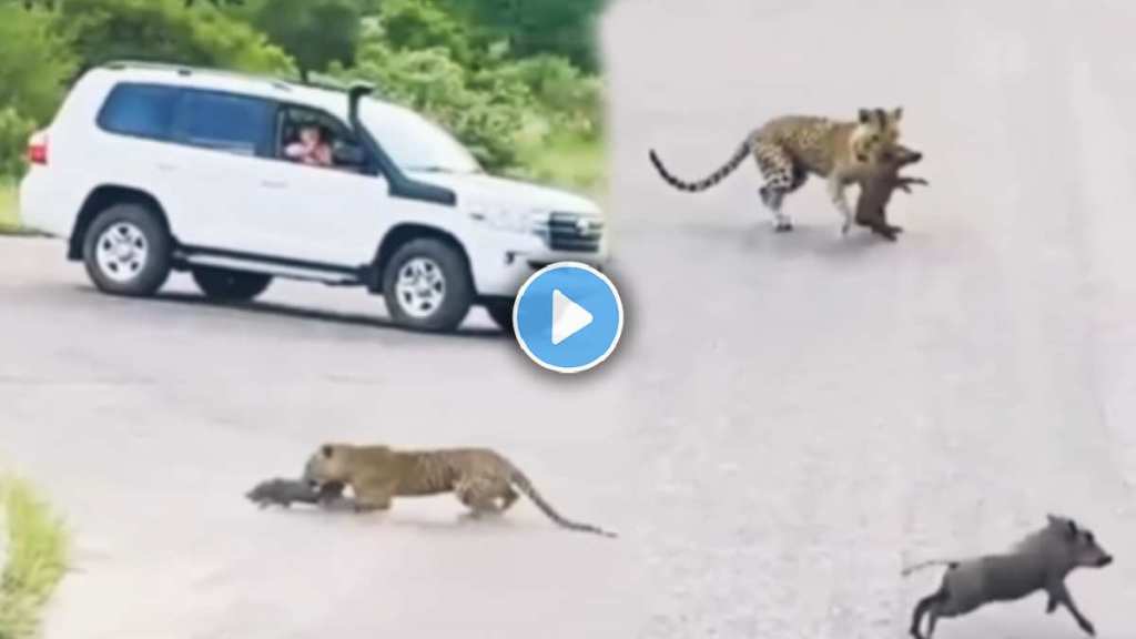 leopard and pig video viral