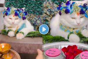 cat baby shower Viral Video