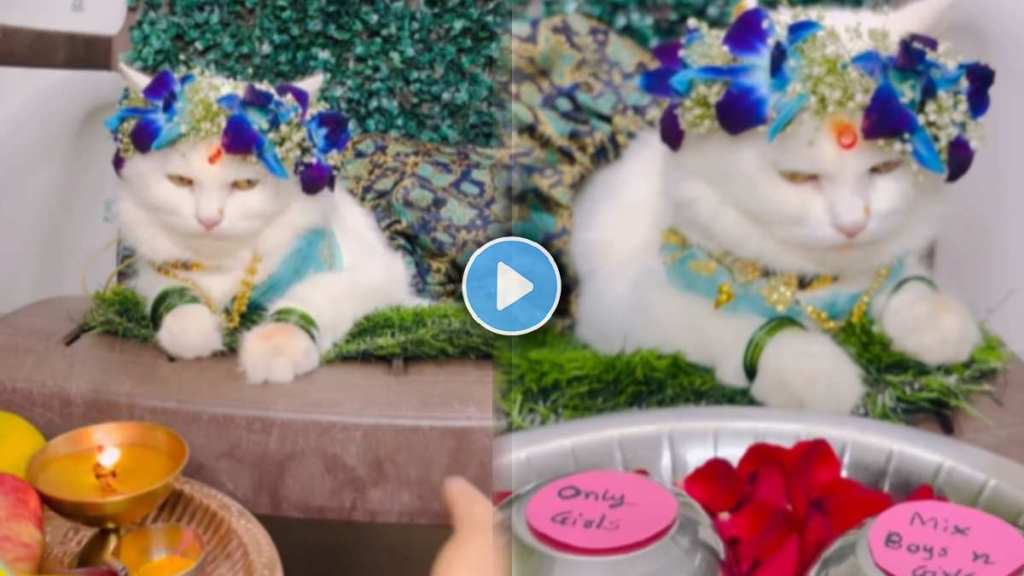 cat baby shower Viral Video