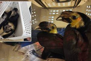 Customs seized four smuggled hornbills birds from Bangkok at mumbai Airport