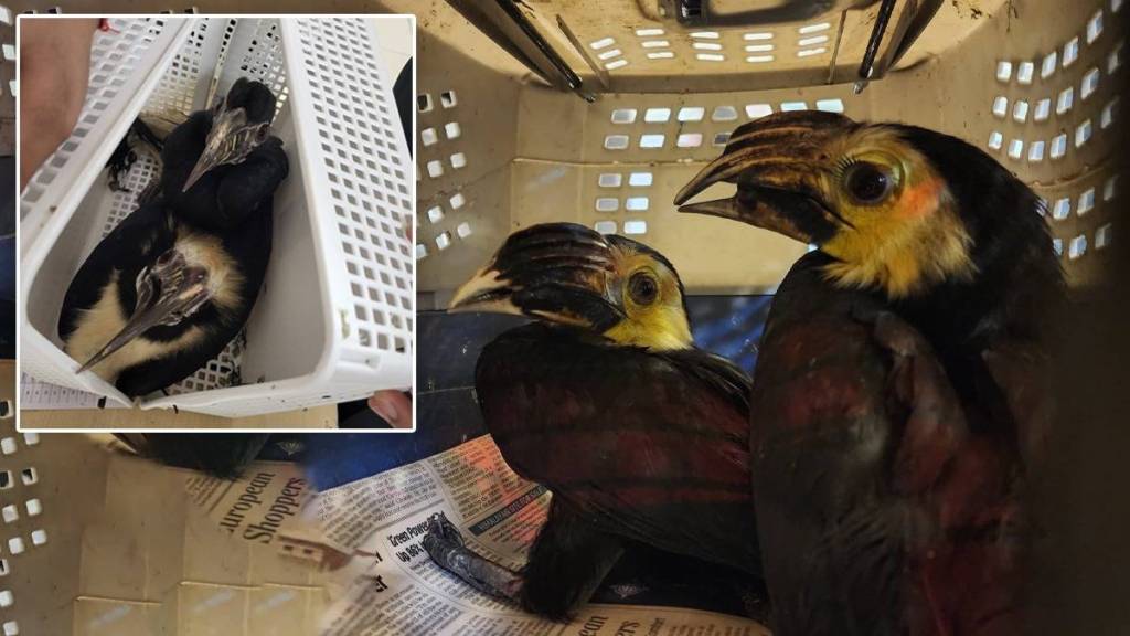 Customs seized four smuggled hornbills birds from Bangkok at mumbai Airport