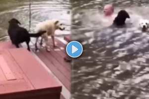 Dog jumps to save drowning owner