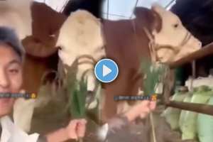 A cow ran over a man funny video