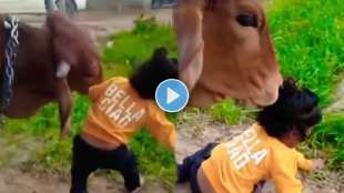 cow hitting a child