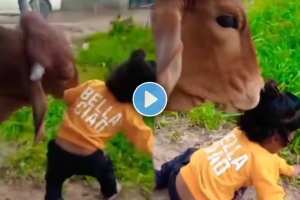 cow hitting a child