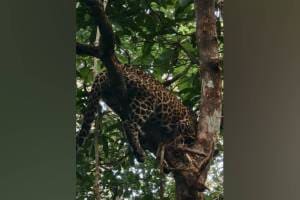 leopard stuck in a tree in Rajapur, Rajapur leopard, Ratnagiri,