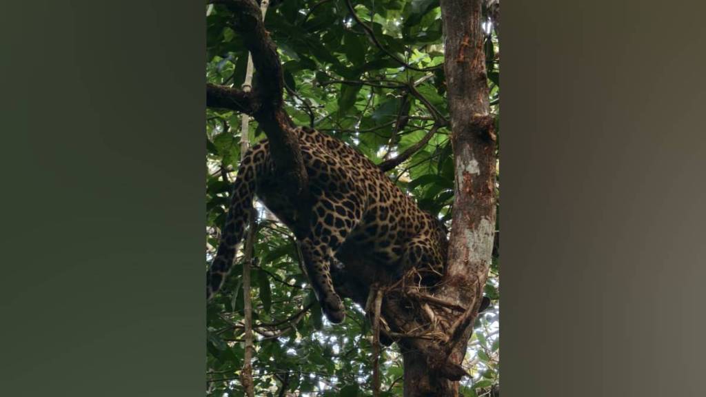 leopard stuck in a tree in Rajapur, Rajapur leopard, Ratnagiri,