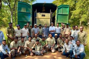 Artificial migration of tigress, tigress Odisha,