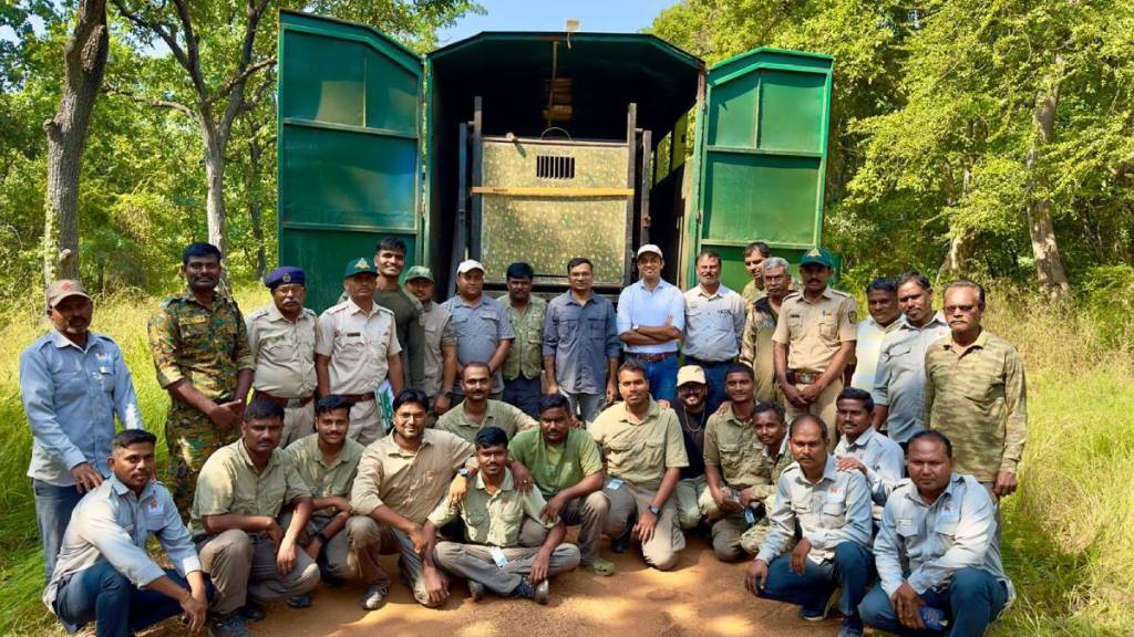 Artificial migration of tigress, tigress Odisha,