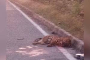 Kelzar, Leopard died Wardha, Leopard latest news,