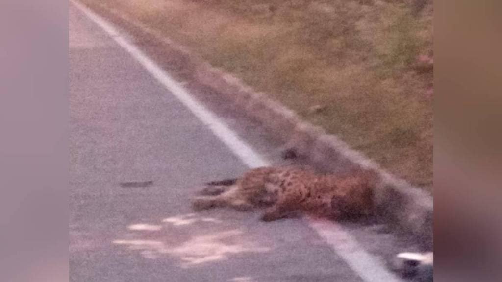 Kelzar, Leopard died Wardha, Leopard latest news,