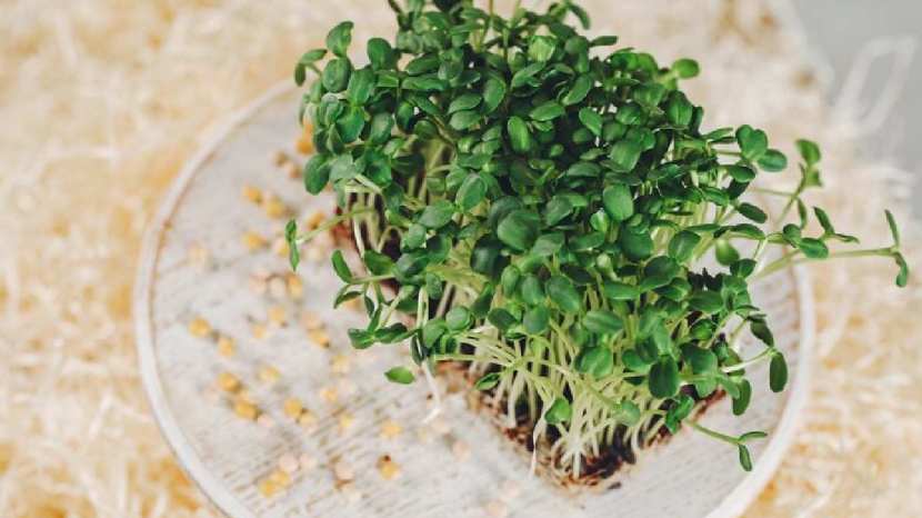 Methi sprouts benefits for health