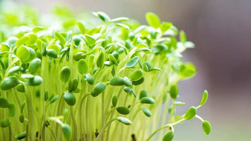 Methi sprouts benefits for health