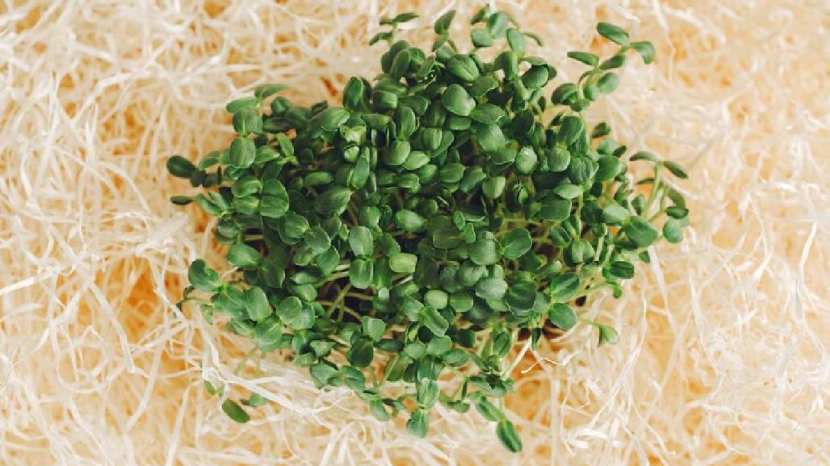 Methi sprouts benefits for health