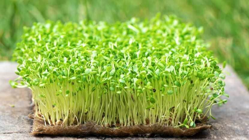 Methi sprouts benefits for health