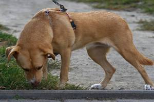 Sniffer Dog Nagpur, drug smuggling Nagpur,