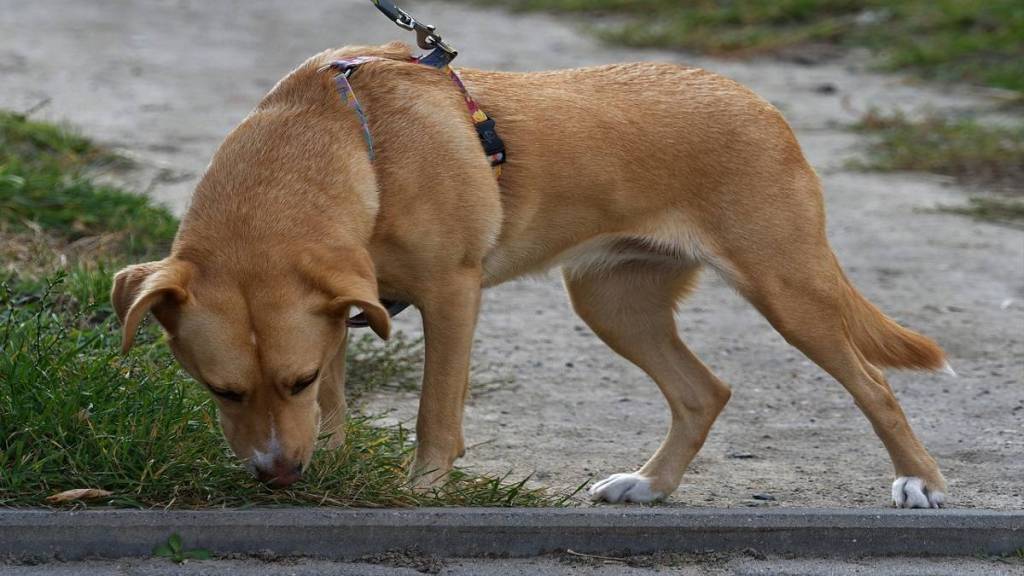 Sniffer Dog Nagpur, drug smuggling Nagpur,