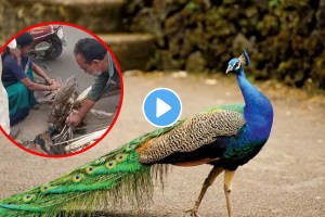 Akola man plucked the dead peacock feathers from the Road and took them Home the video w