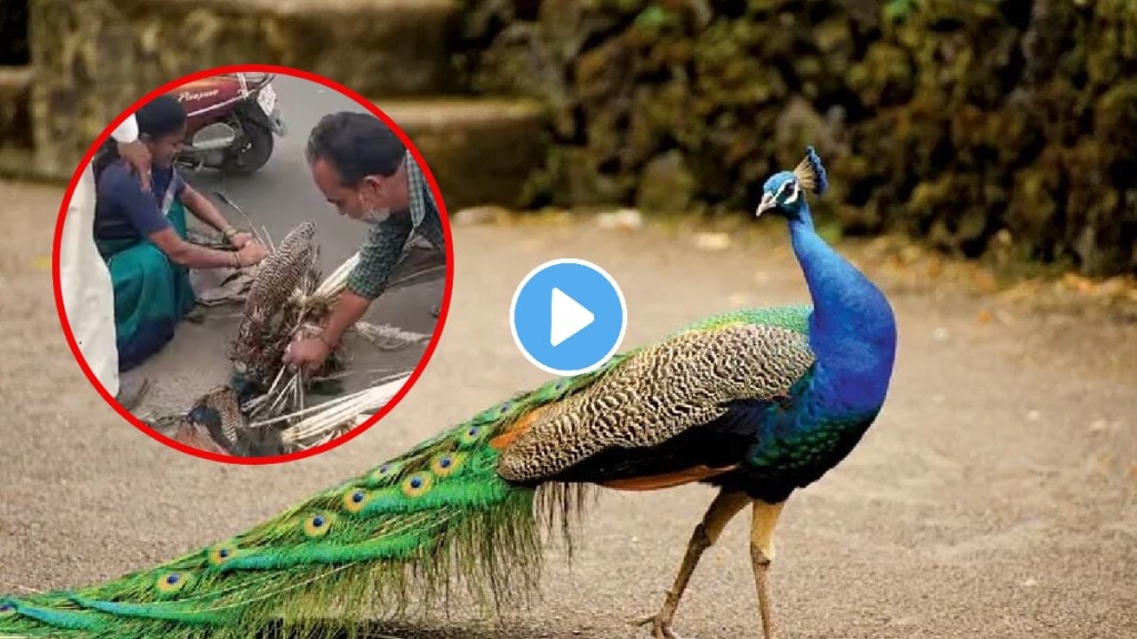 Akola man plucked the dead peacock feathers from the Road and took them Home the video w