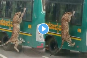 Leopard Tries To Enter A Tourist Bus Through The Window At Bannerghatta